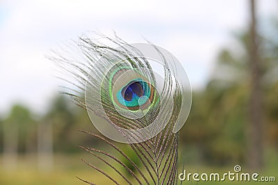 TheÂ peacockÂ tail, known as a train, consists not of tail quillÂ feathers, but highly elongated upper tail coverts. Stock Photo